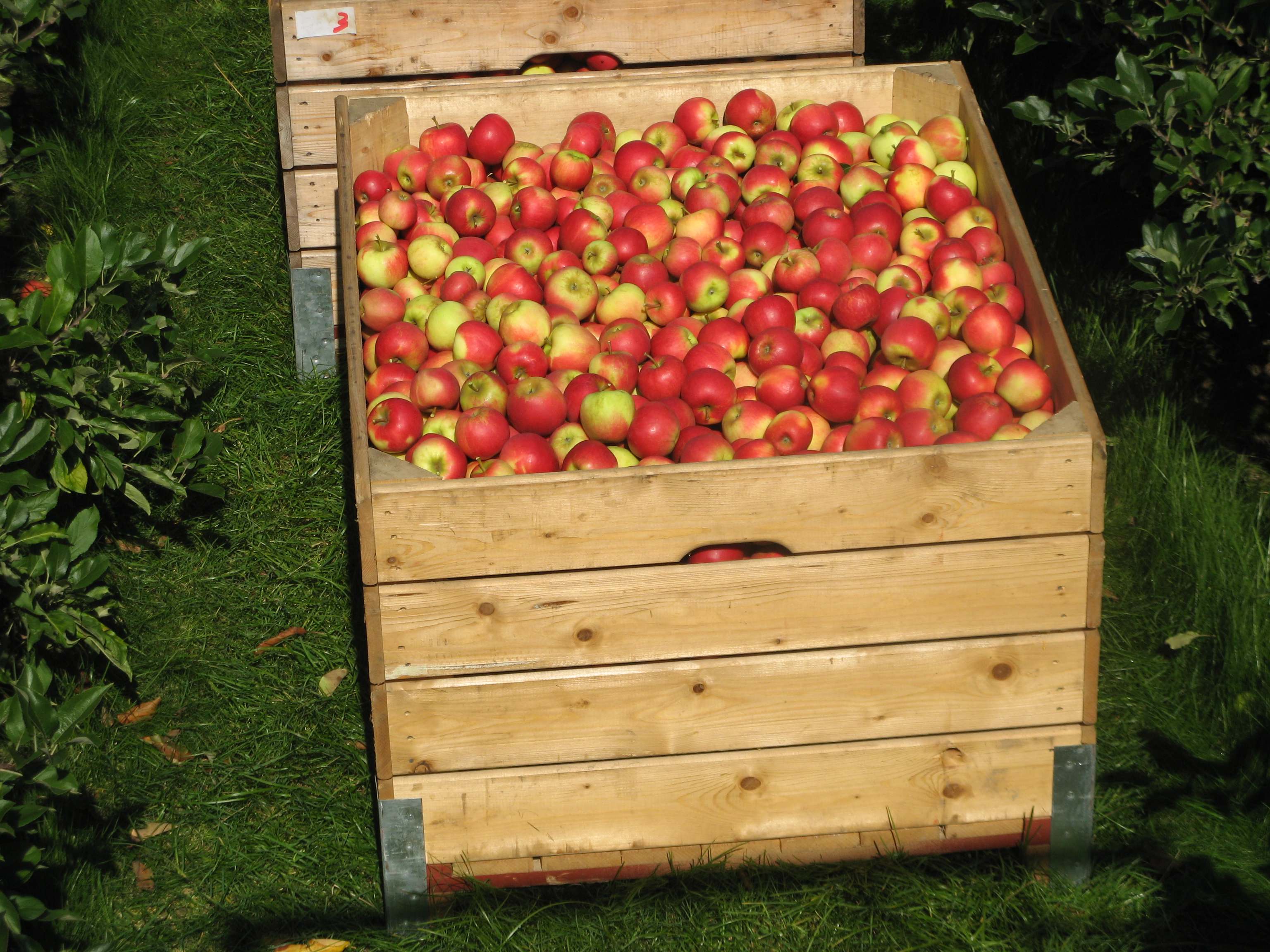Mit Äpfeln gefüllte Holzkisten aus der Obstplantage