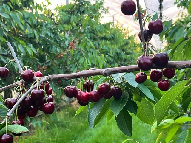 Süßkirschen geschützt unter dem Kirschdach.