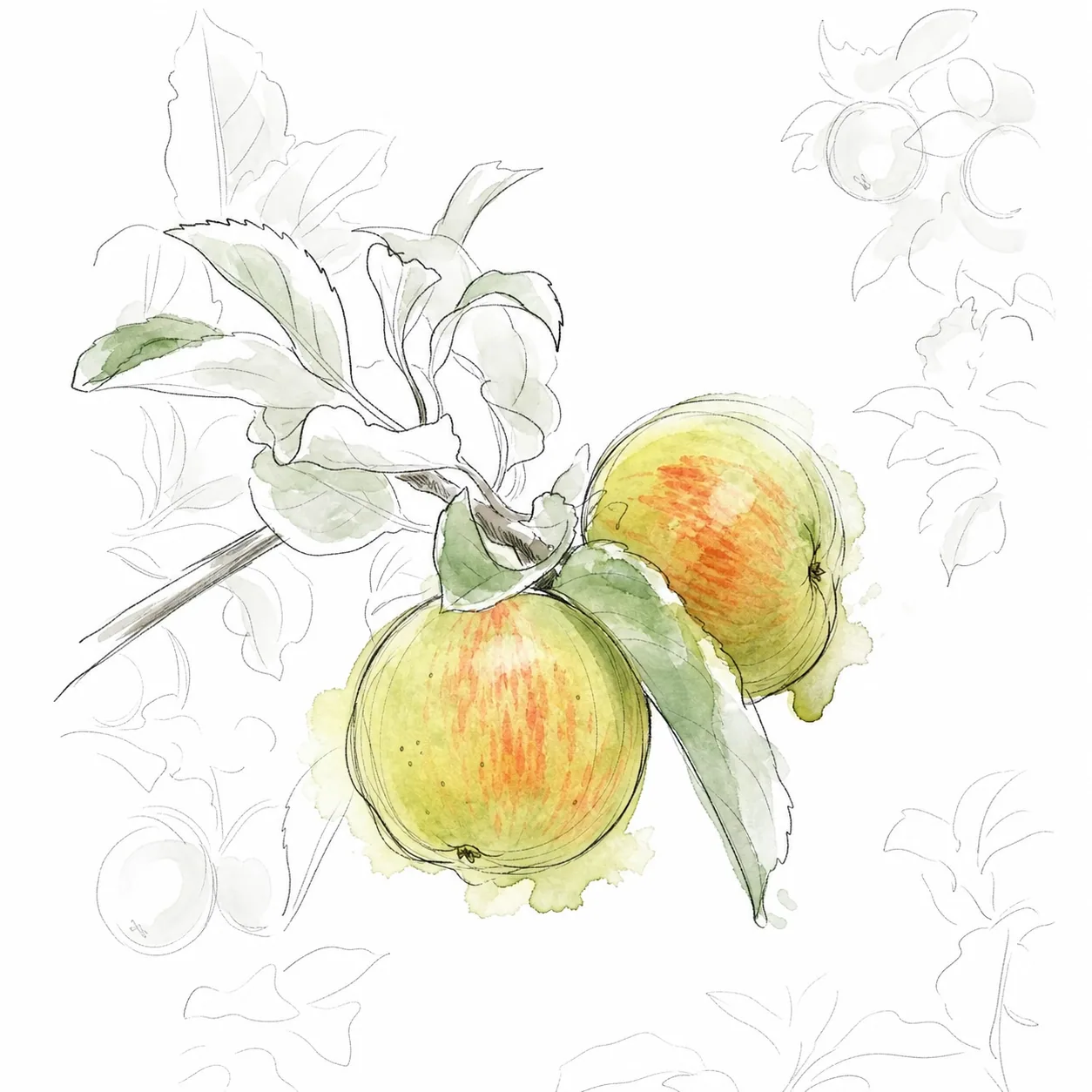 Zarte handgezeichnete Illustration heller rot-gelber Äpfel