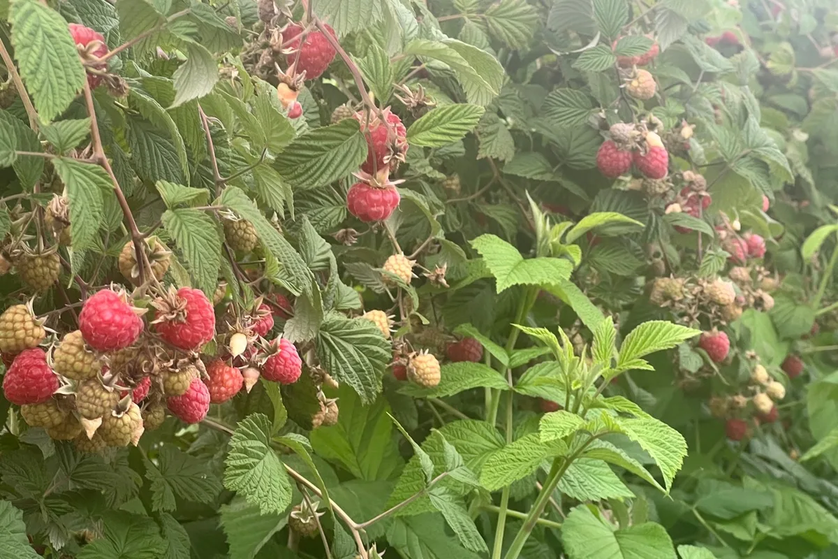 Reife und nachreifende Himbeeren direkt am Strauch