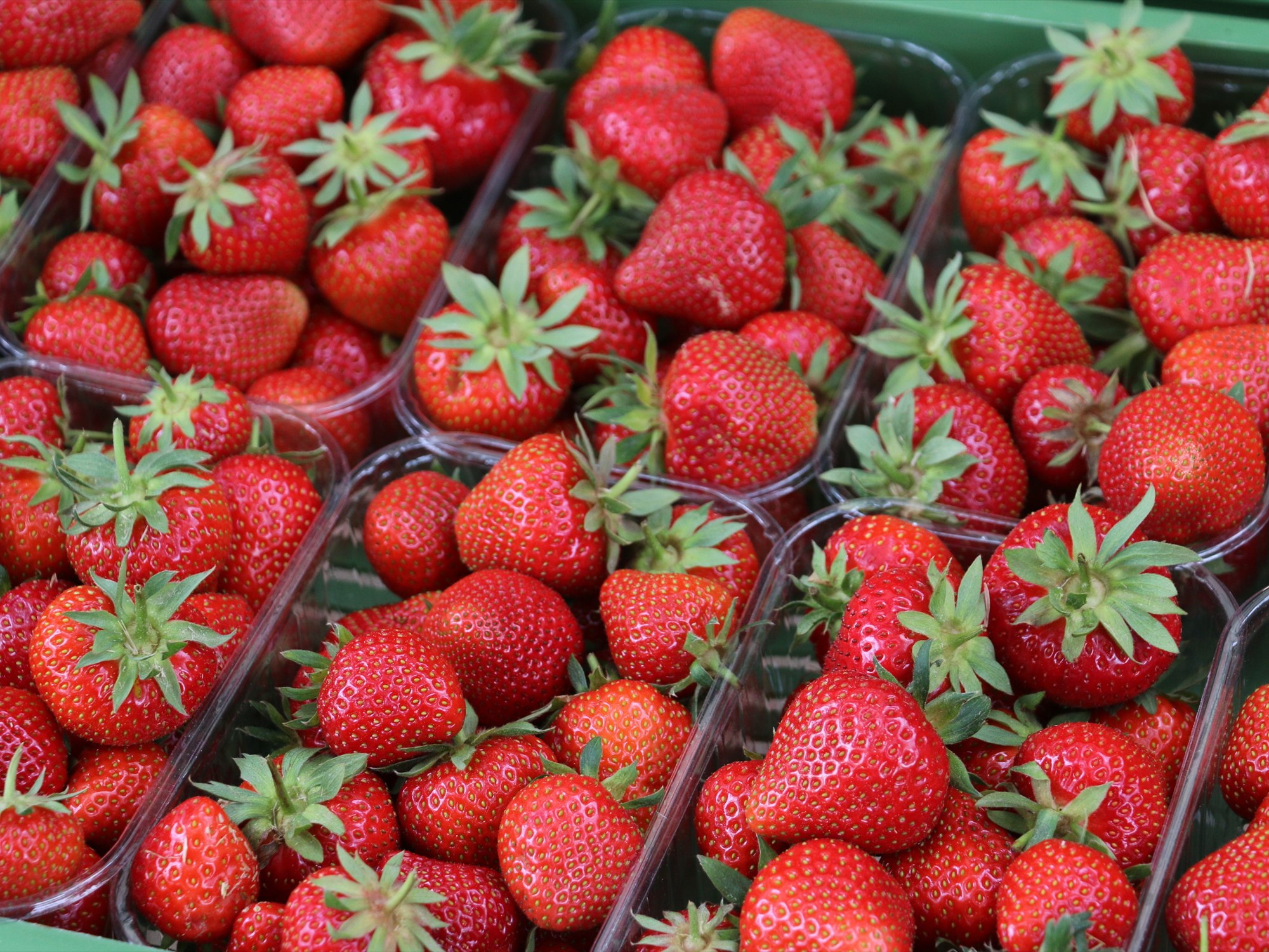 Reife Erdbeeren auf dem Feld der Obstplantage Zabel