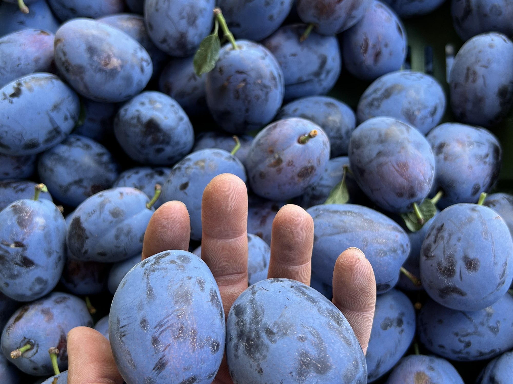 Blaue Zwetschgen aus dem Anbau der Obstplantage Zabel
