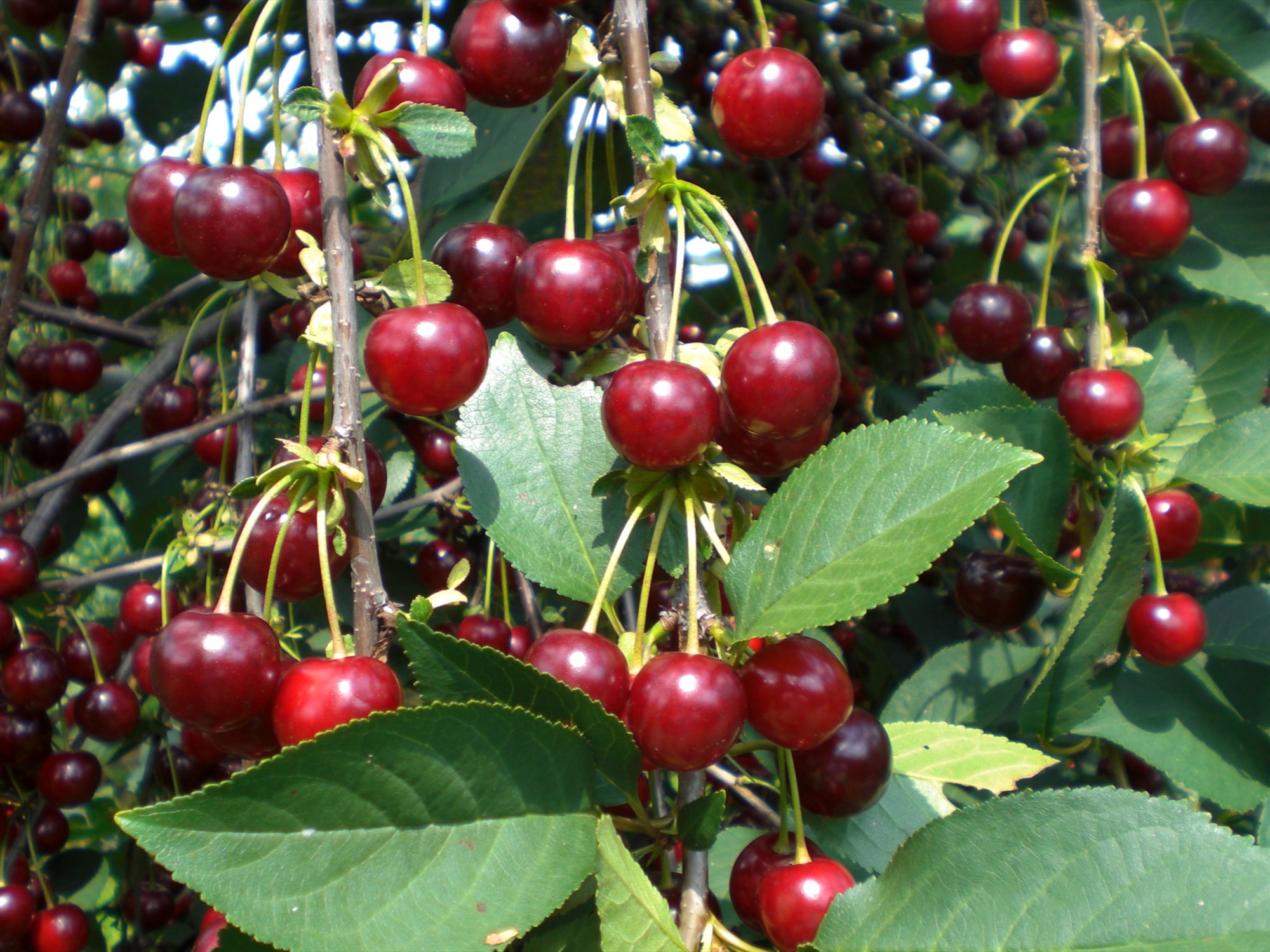 Reife Sauerkirschen am Baum in unserer Obstplantage in Holtensen