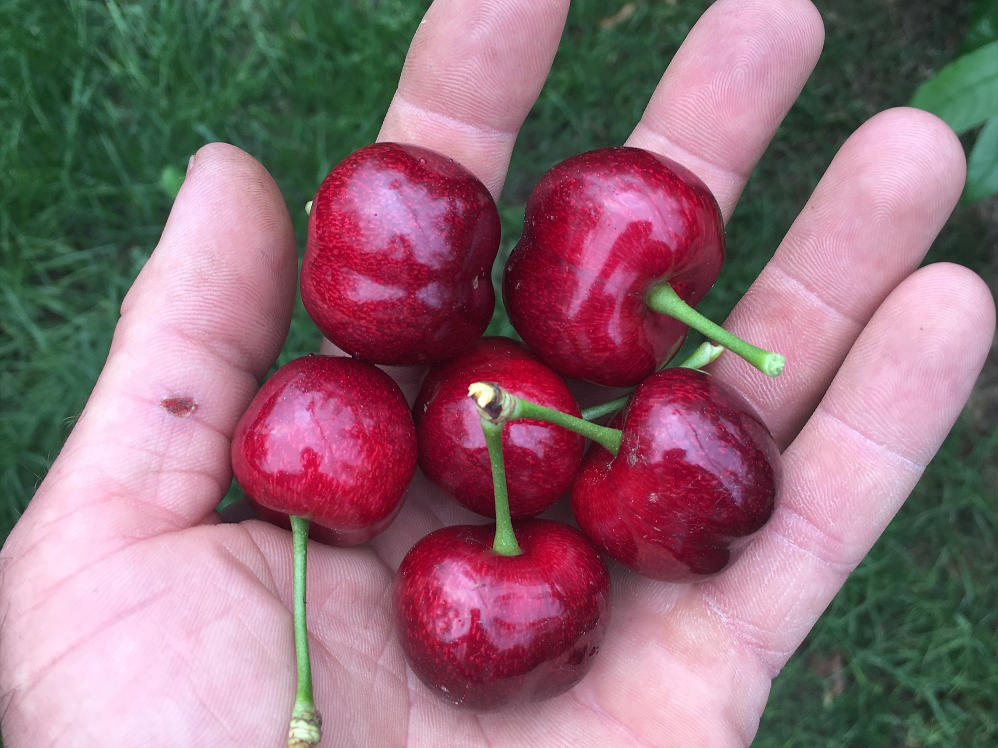 Dunkelrote Süßkirschen aus dem Anbau der Obstplantage Zabel